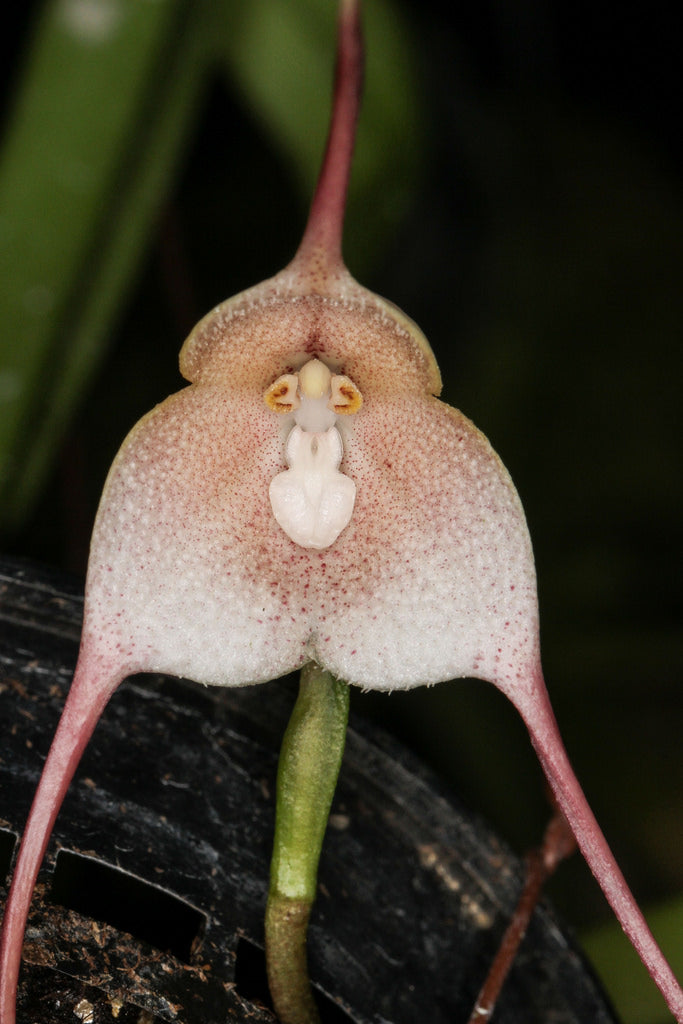 Dracula (Monkey Face Orchids)