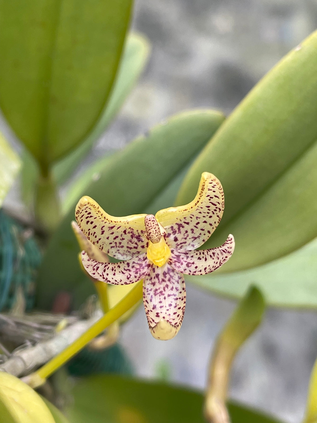 Bulbophyllum Baileyi | Afri Orchids