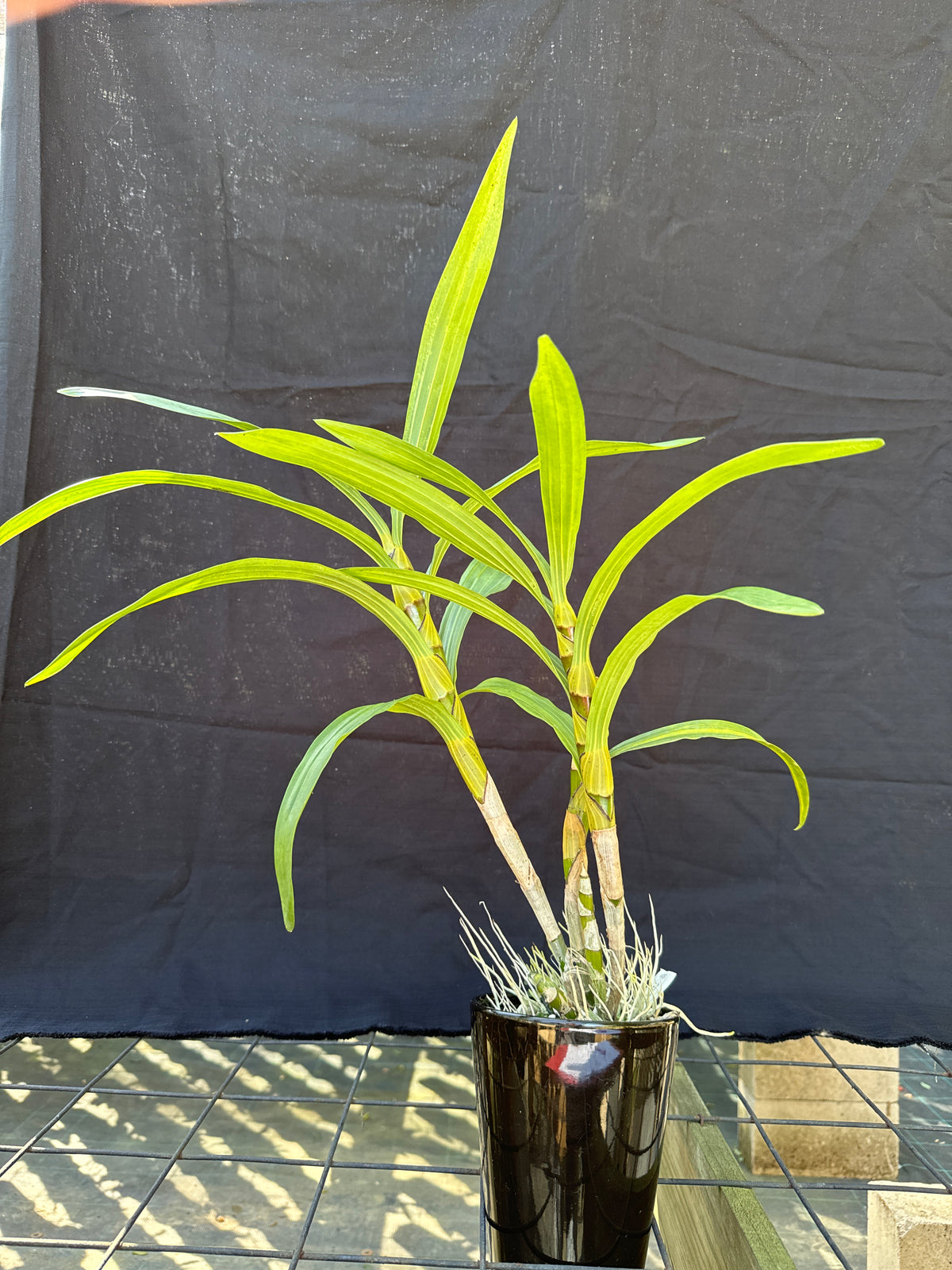 Ansellia africana ('Elro' x 'Brondal') | Afri Orchids