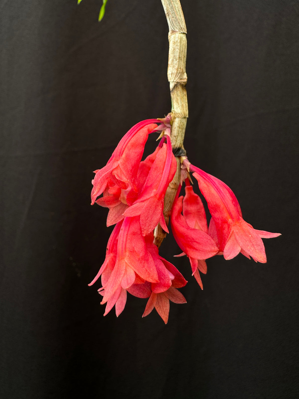 Dendrobium lawesii x sib (red) | Afri Orchids