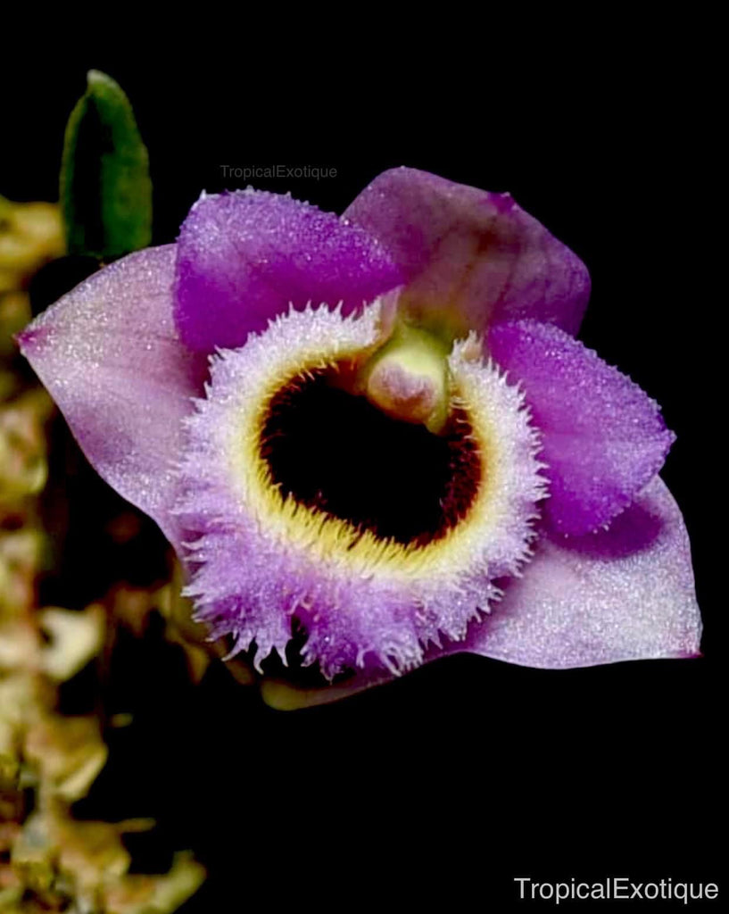 Dendrobium fuscifaucium