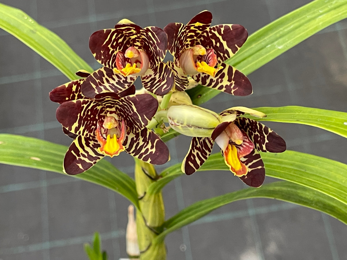 Ansellia africana ('Leo' x 'Hosana') | Afri Orchids