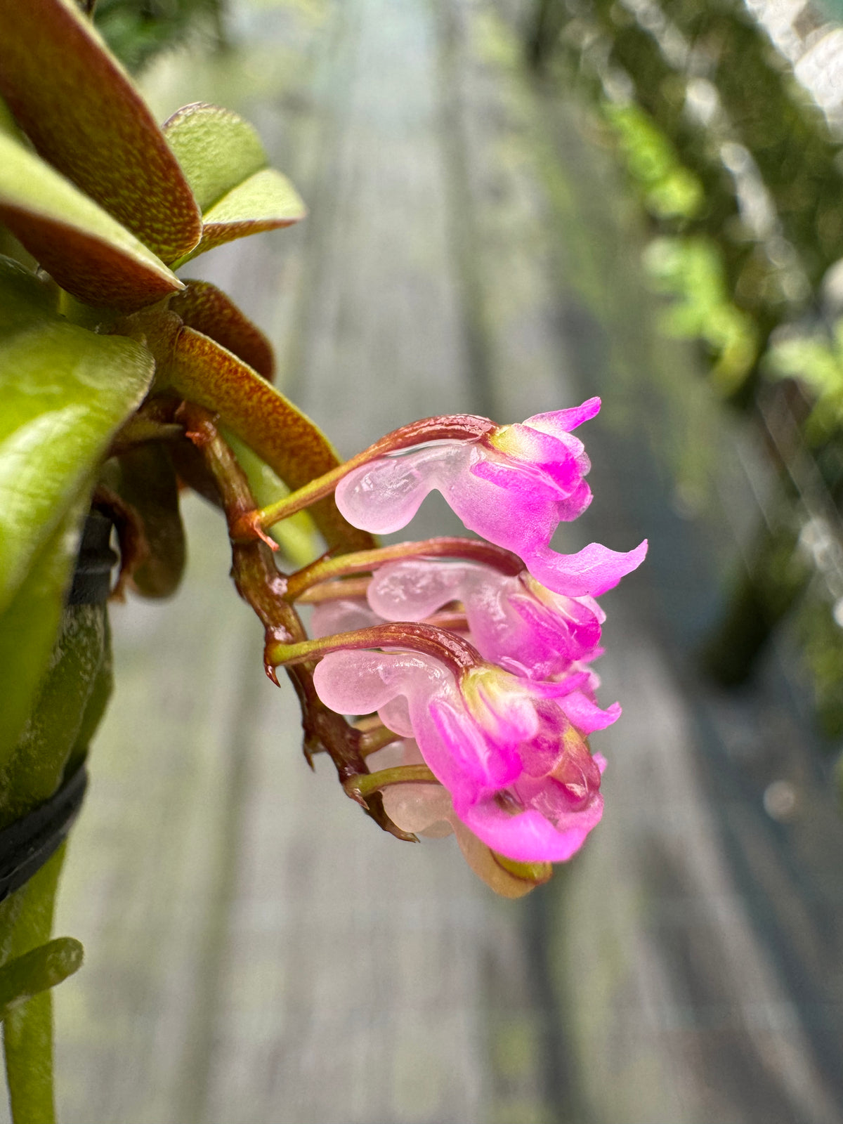 Schoenorchis Seidenfadenii | Afri Orchids