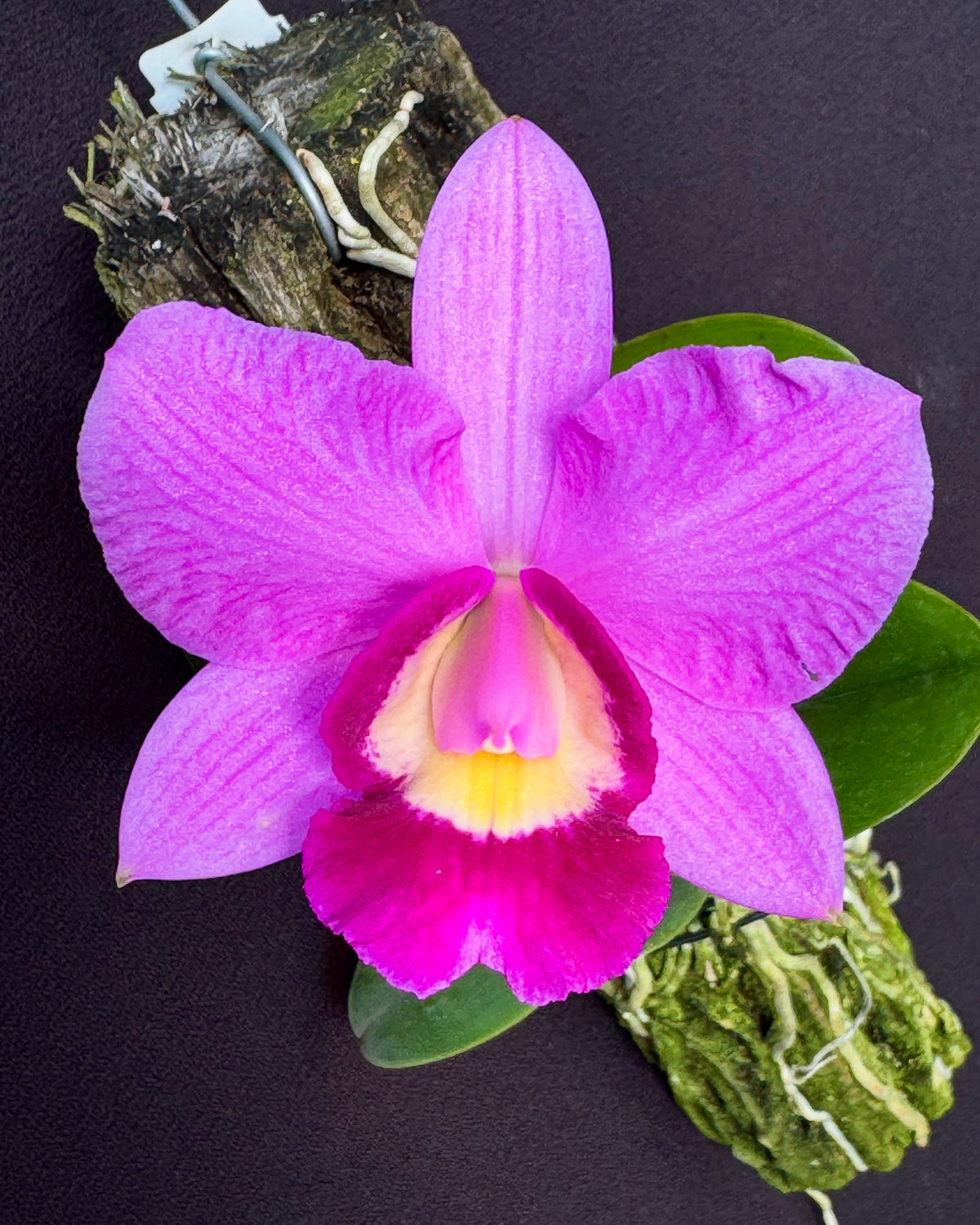 Cattleya Kruger Girl | Afri Orchids