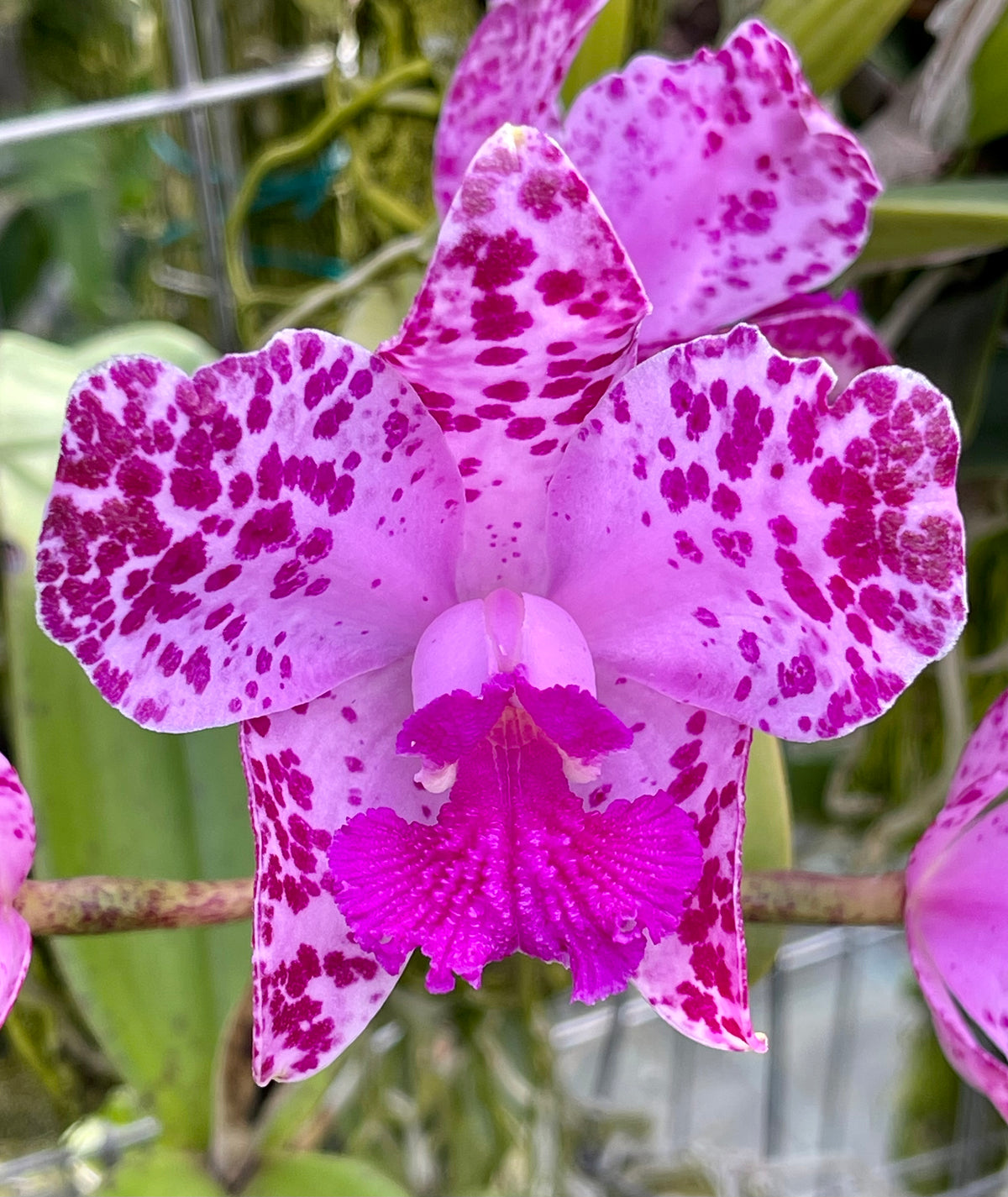 Cattleya amethystoglossa 4N ‘1900’ Afri Orchids