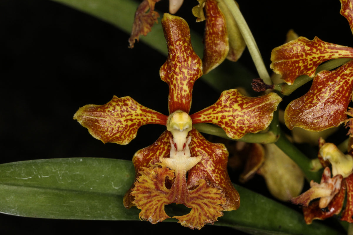 Vanda Roeblingiana | Afri Orchids