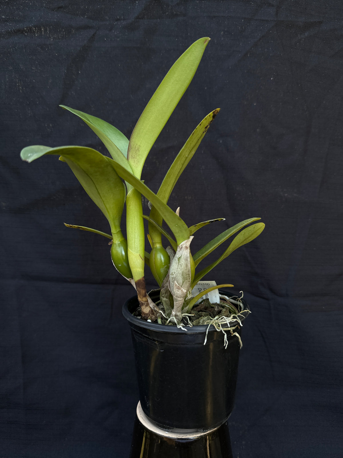 Rhyncattleanthe Kruger Fire | Afri Orchids
