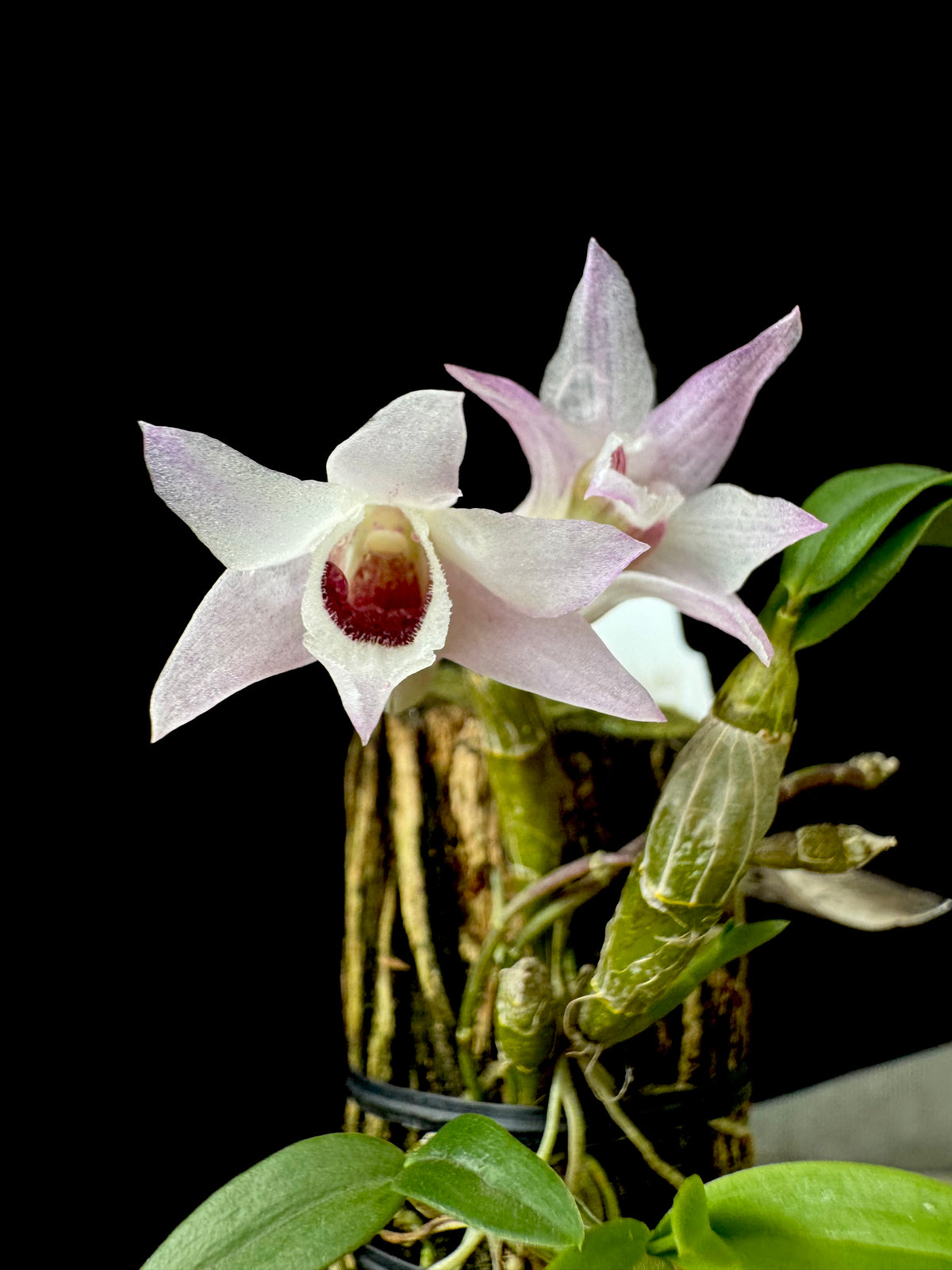 洋蘭原種デンドロ Den.pierardii f.albescens Lucky Boy' SM/JOGA 1