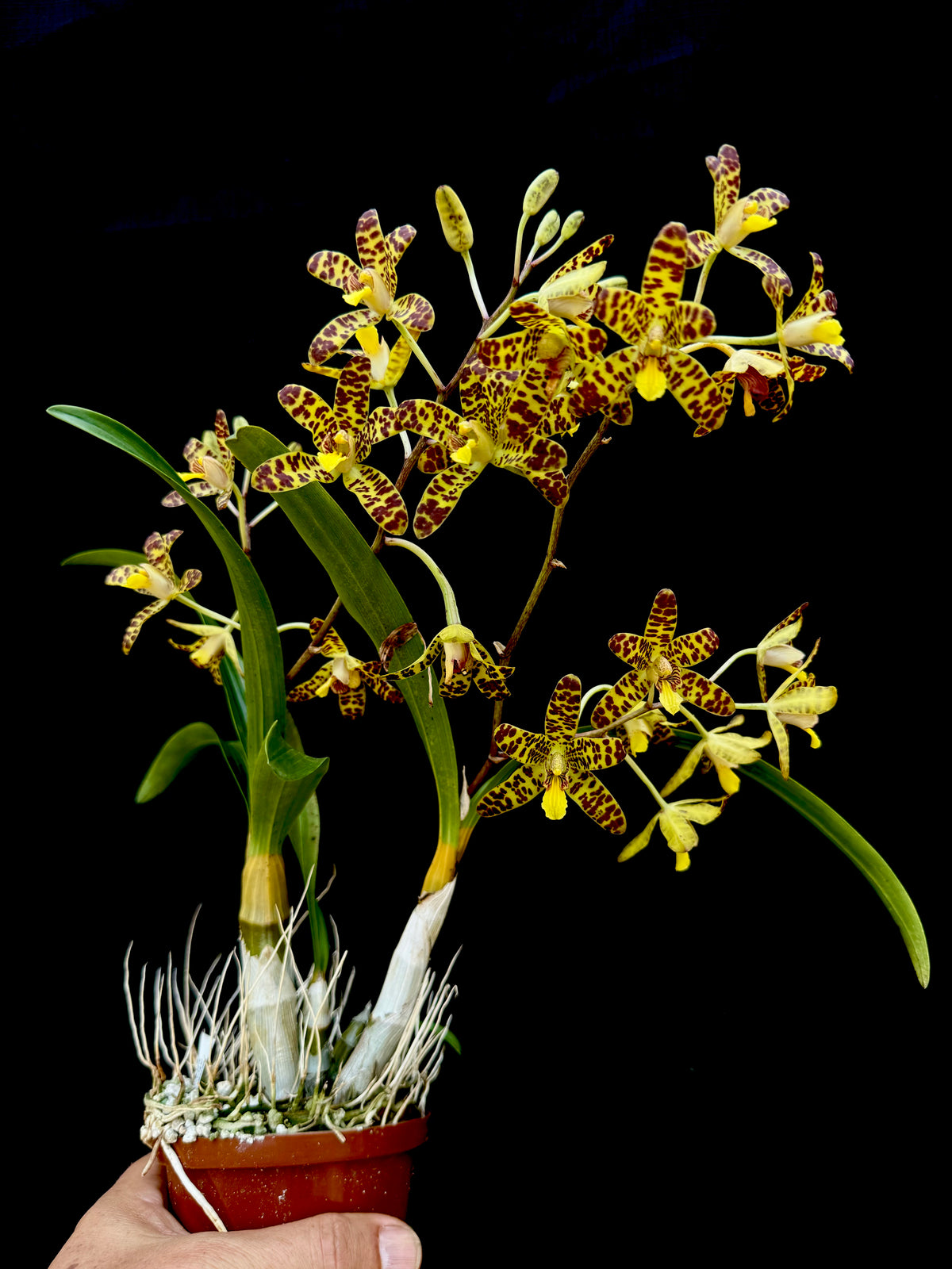 フペルジア Ansellia africana ('Prolific' x 'Pete') | Afri Orchids