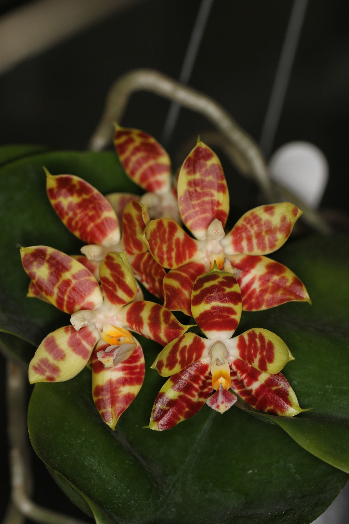 Phalaenopsis amboinensis | Afri Orchids