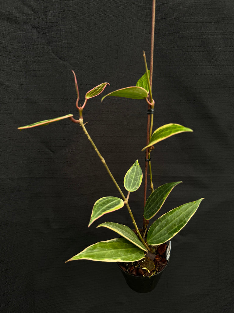 Hoya macrophylla 'Pot of Gold'