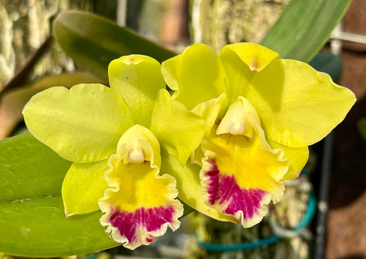 Rhyncholaeliocattleya Kruger Sunrise | Afri Orchids