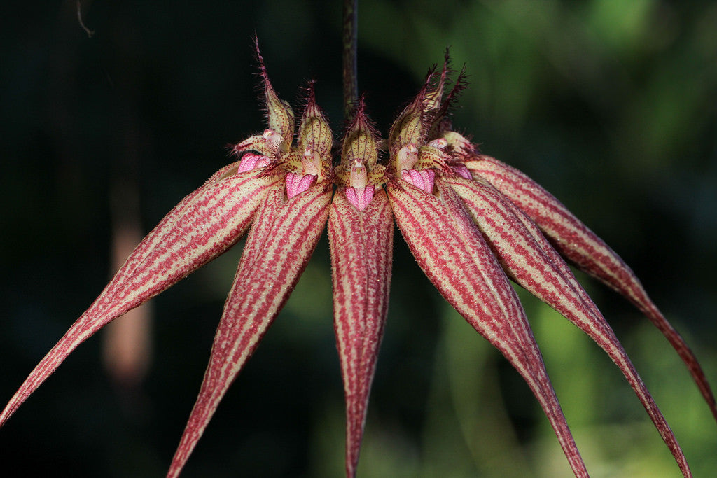 Bulbophyllum Elisabeth Ann 'Buckleberry' FCC/AOS | Afri Orchids