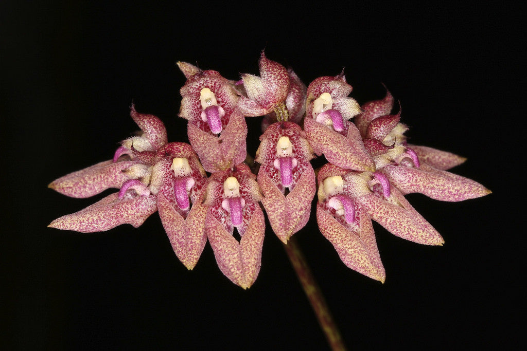 Bulbophyllum rubroguttatum