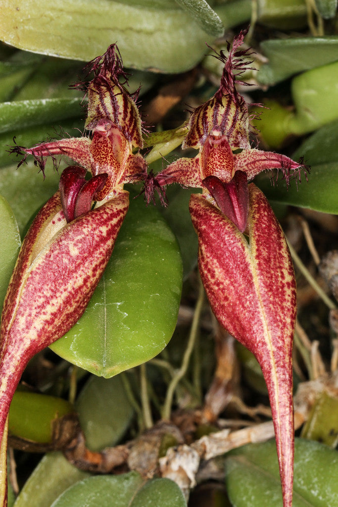 Bulbophyllum Doris Dukes (fascinator x rothschildianum)