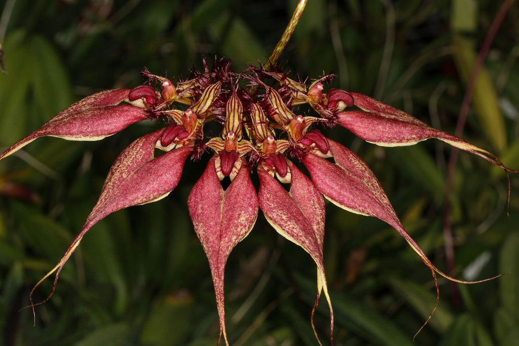 Bulbophyllum ornatissimum