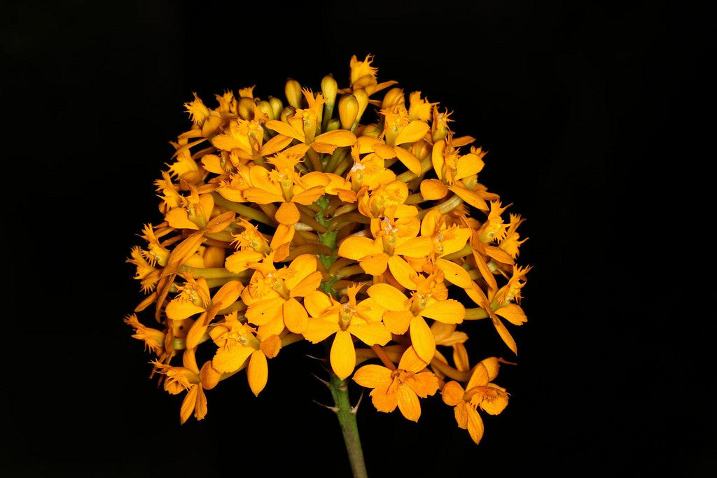 Epidendrum xanthinum