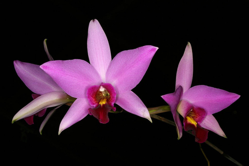 Laelia anceps (Geyserland x Deja Vu) (Mahai) | Afri Orchids