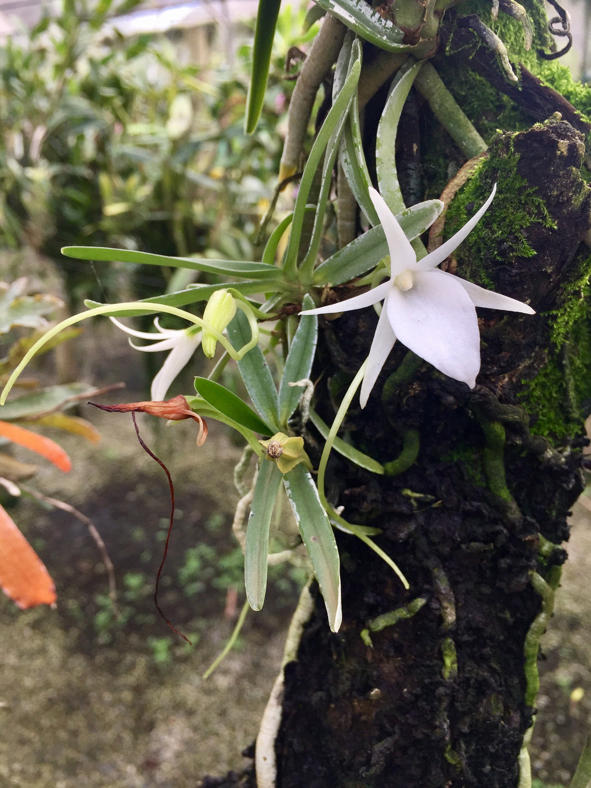 Angraecum Stella-africae | Afri Orchids