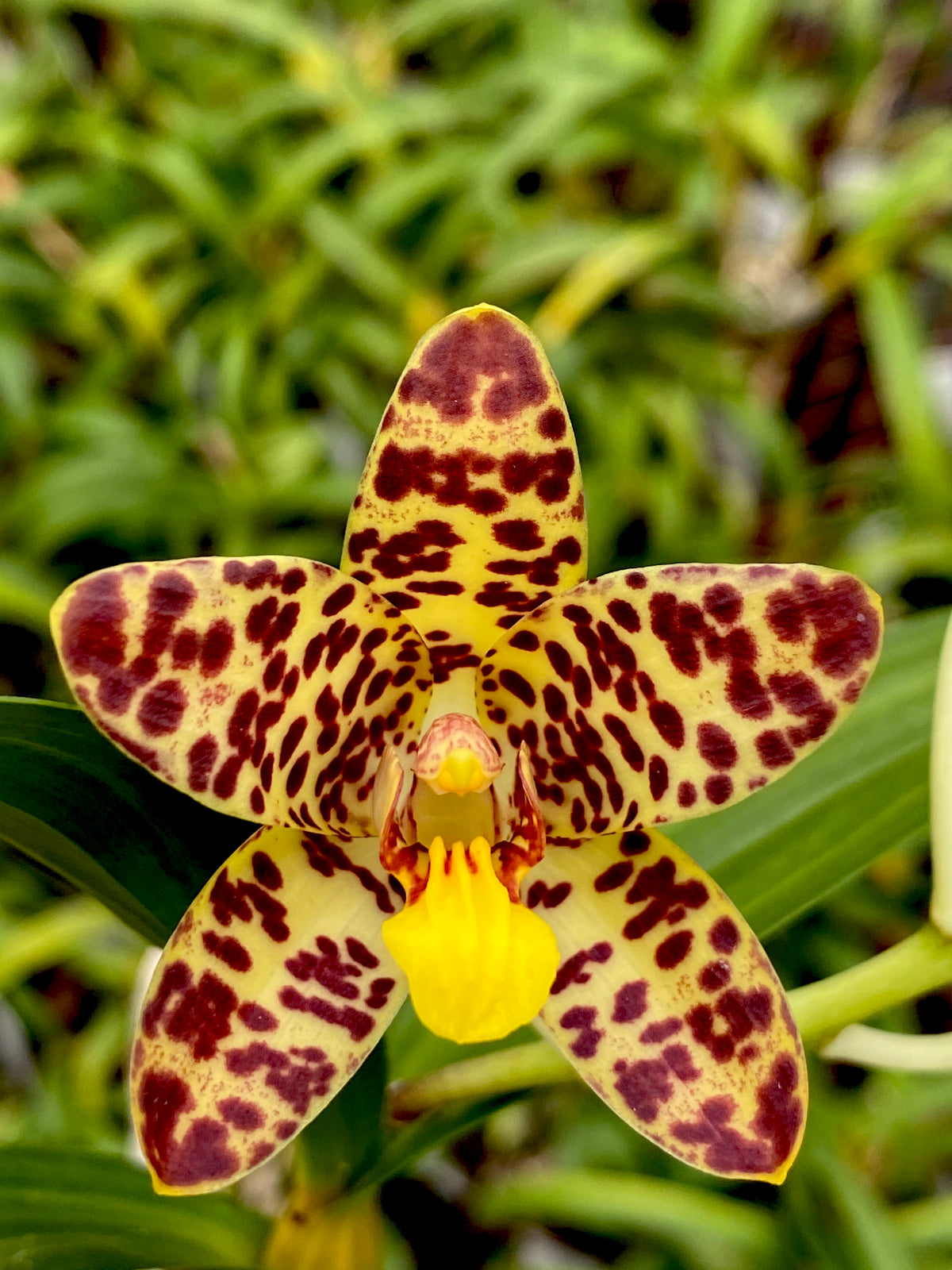Ansellia africana ('Joe' AM/SAOC x 'Puffadder') | Afri Orchids