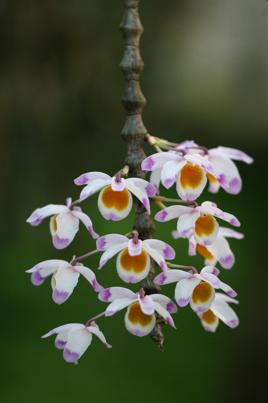 洋書 Orchid Species Culture : Dendrobium Dendrobium pendulum | Afri Orchids