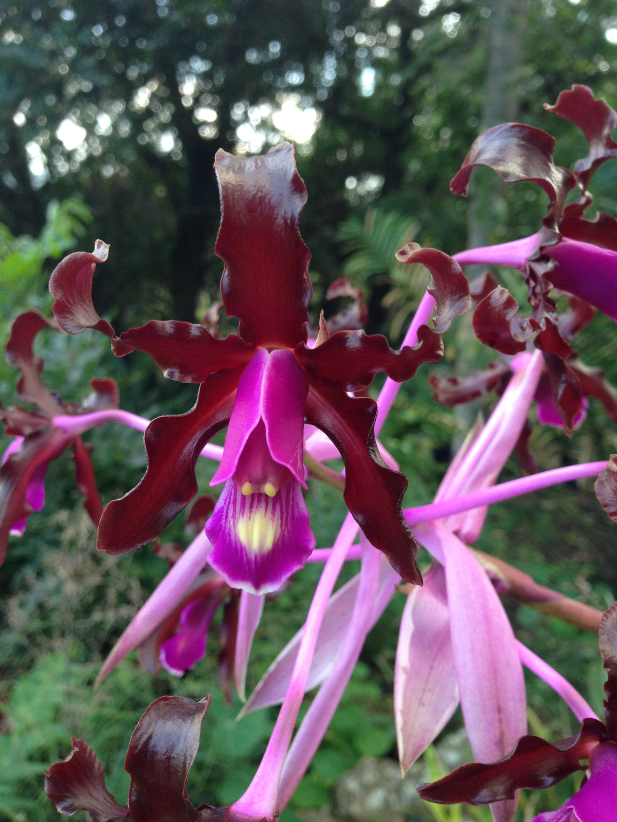 Laelia Splendida (Cauca X Sib) | Afri Orchids