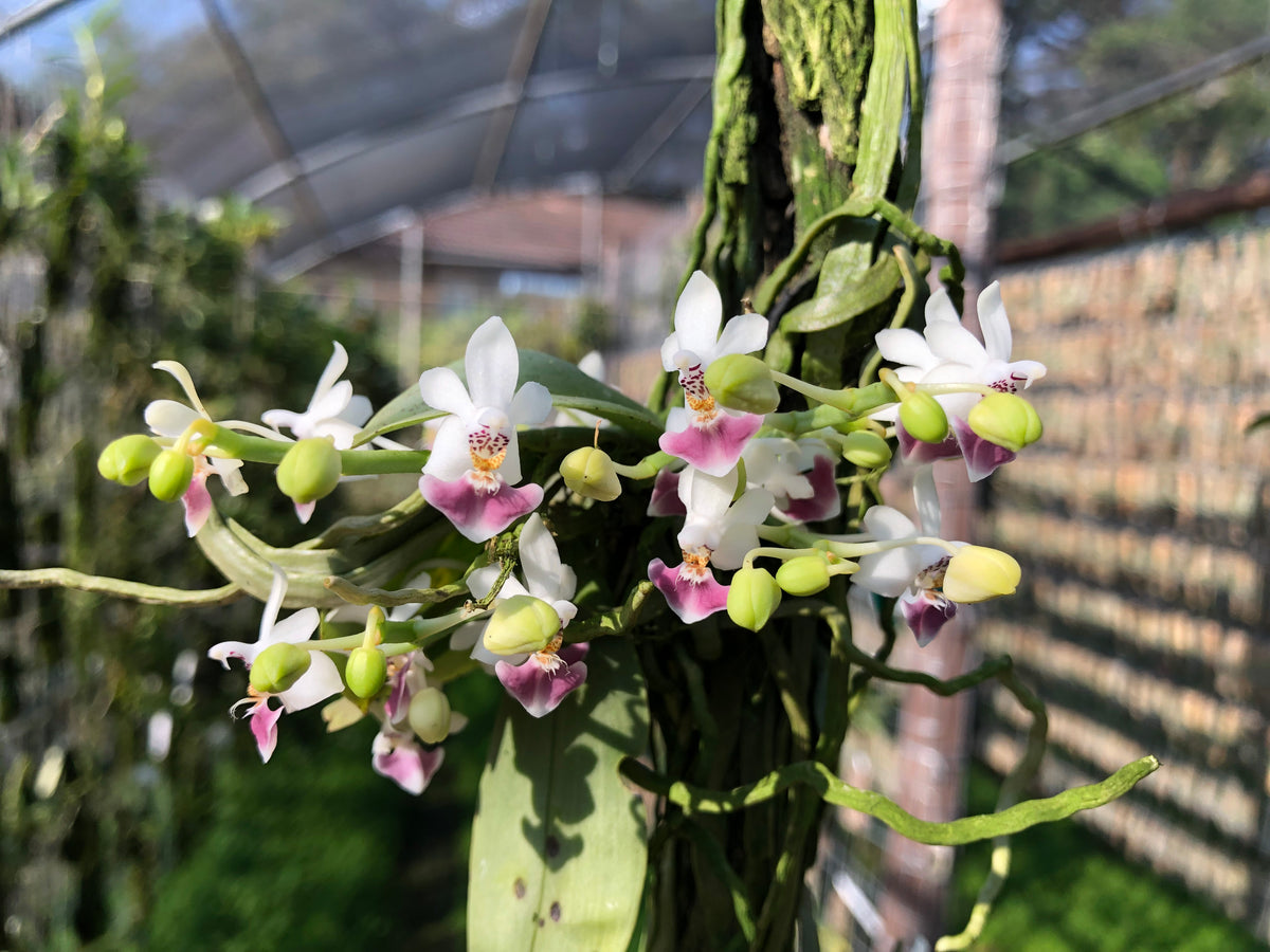 Phalaenopsis Parishii | Afri Orchids