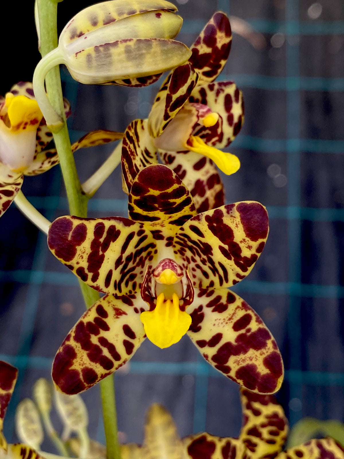 Ansellia africana ('Joe' AM/SAOC x 'Puffadder') | Afri Orchids