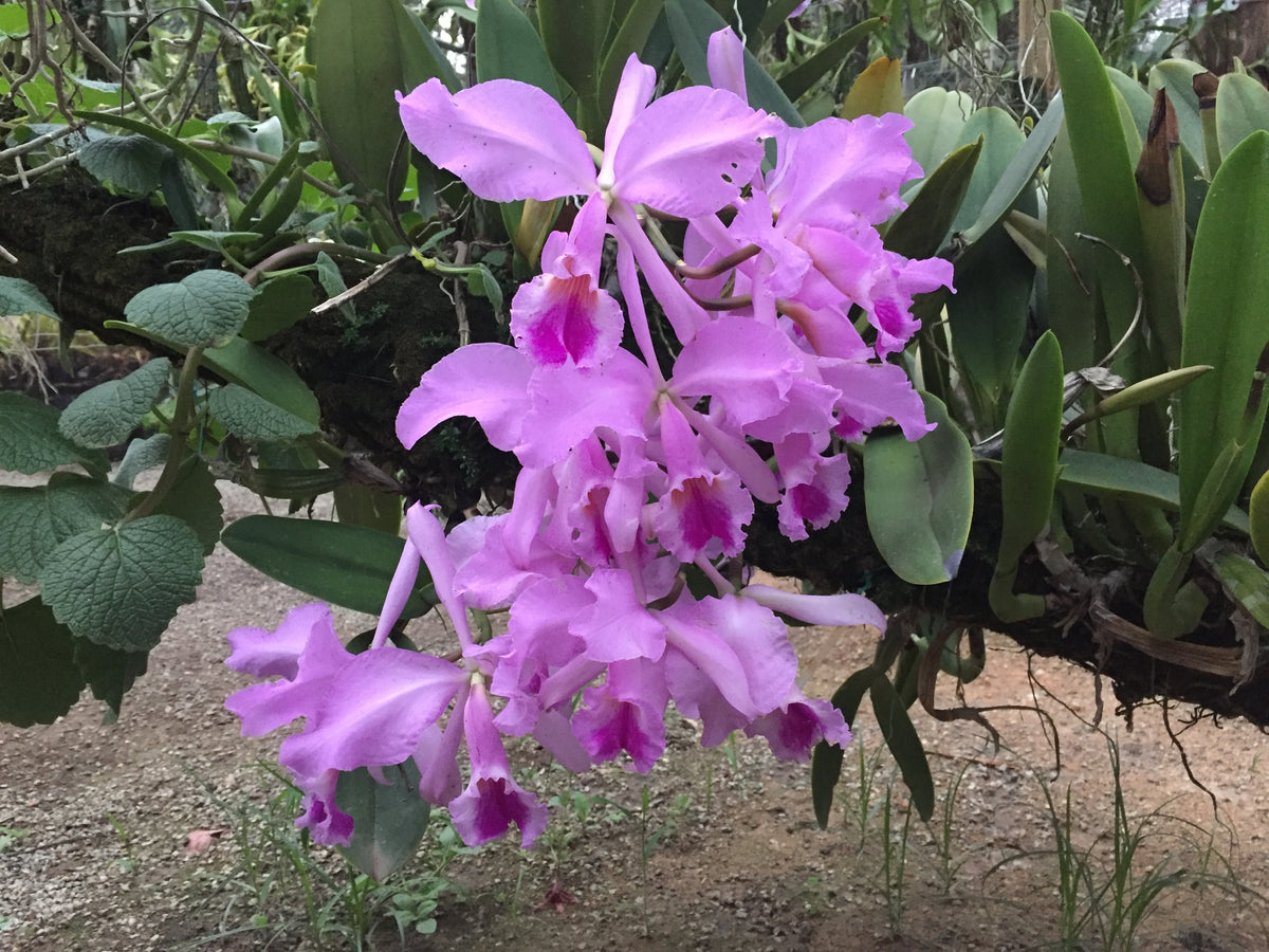 Cattleya Warneri | Afri Orchids