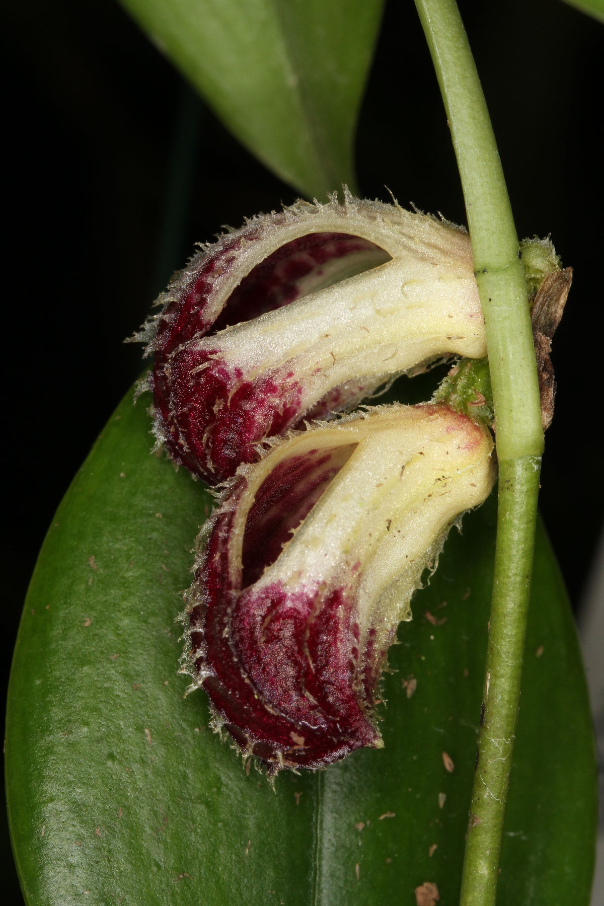 Zootrophion lappaceum Afri Orchids