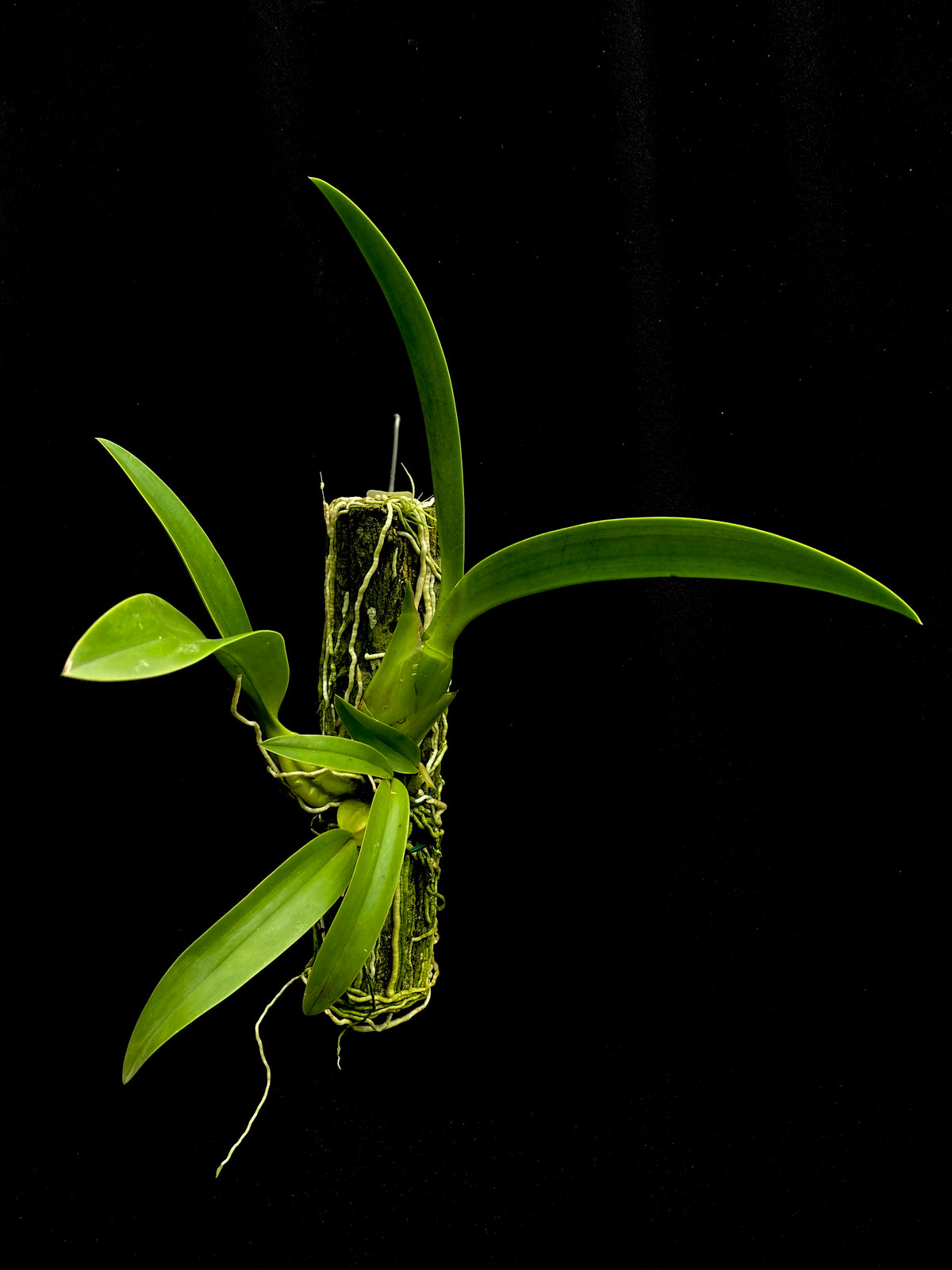 Laelia Autoceps 