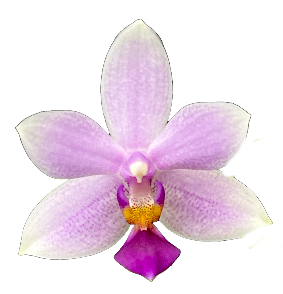 Bredren Orchids
