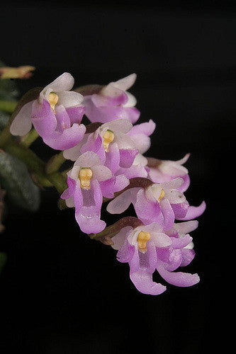 Micro Miniature Orchids