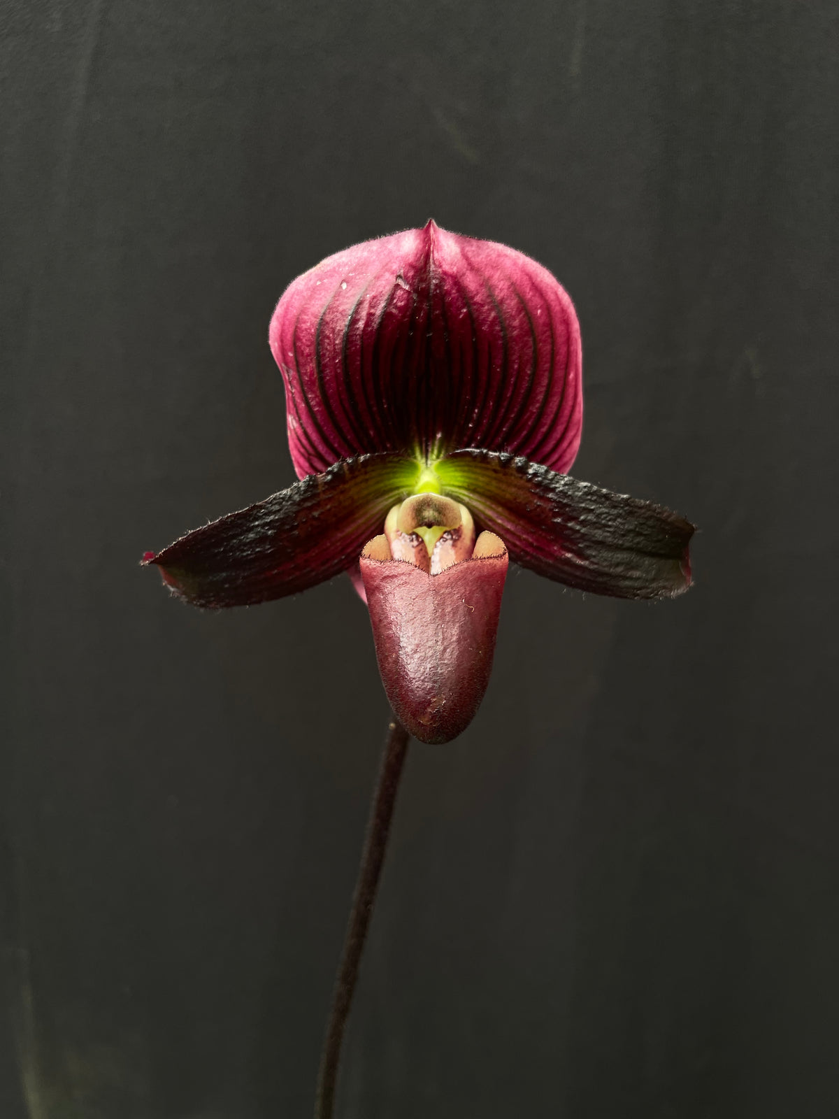 Paphiopedilum (Hung Sheng Golf X Hsinying Web) X Hsinying Love | Afri ...