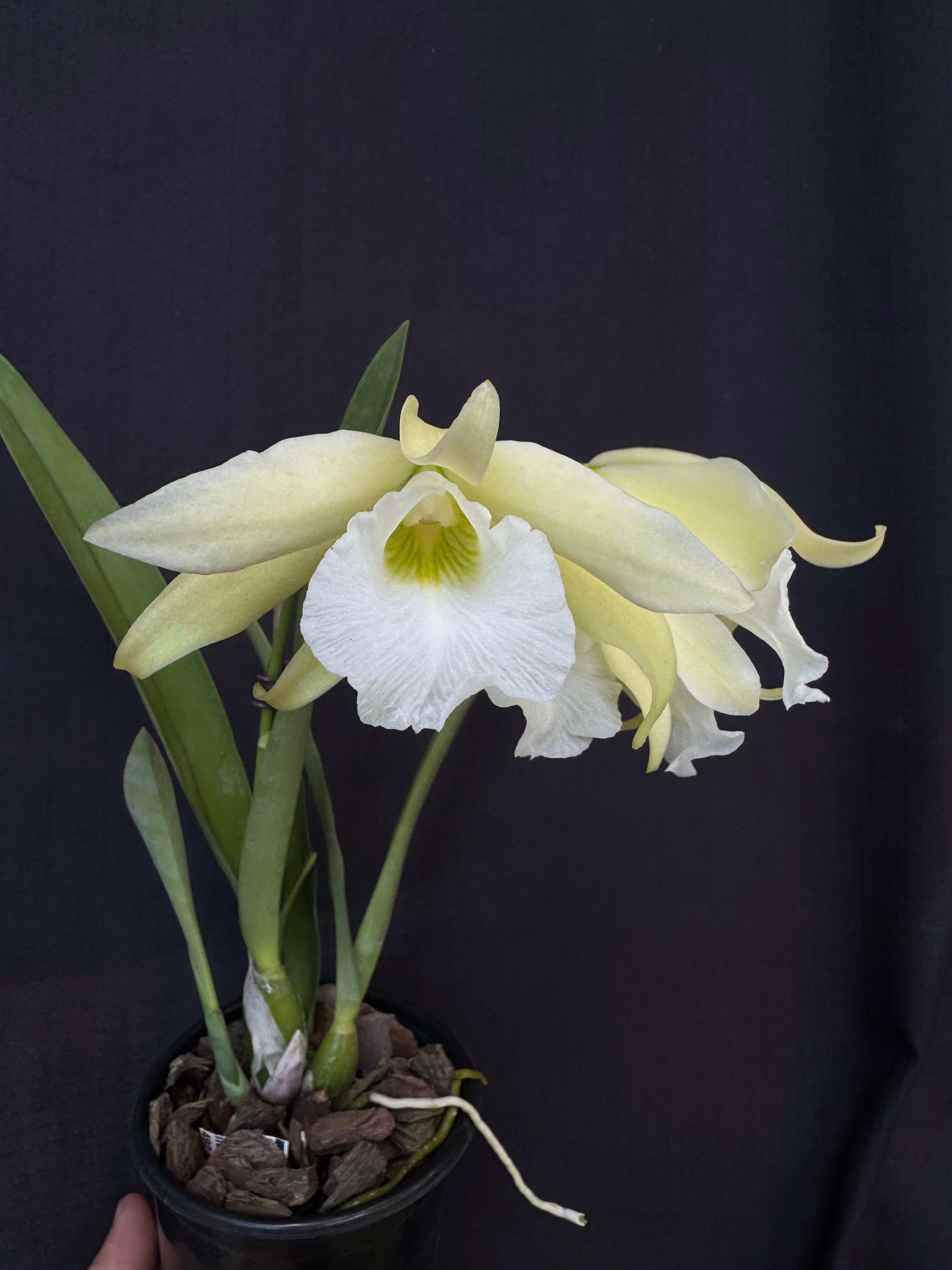 Cattleychea Pink Marie | Afri Orchids