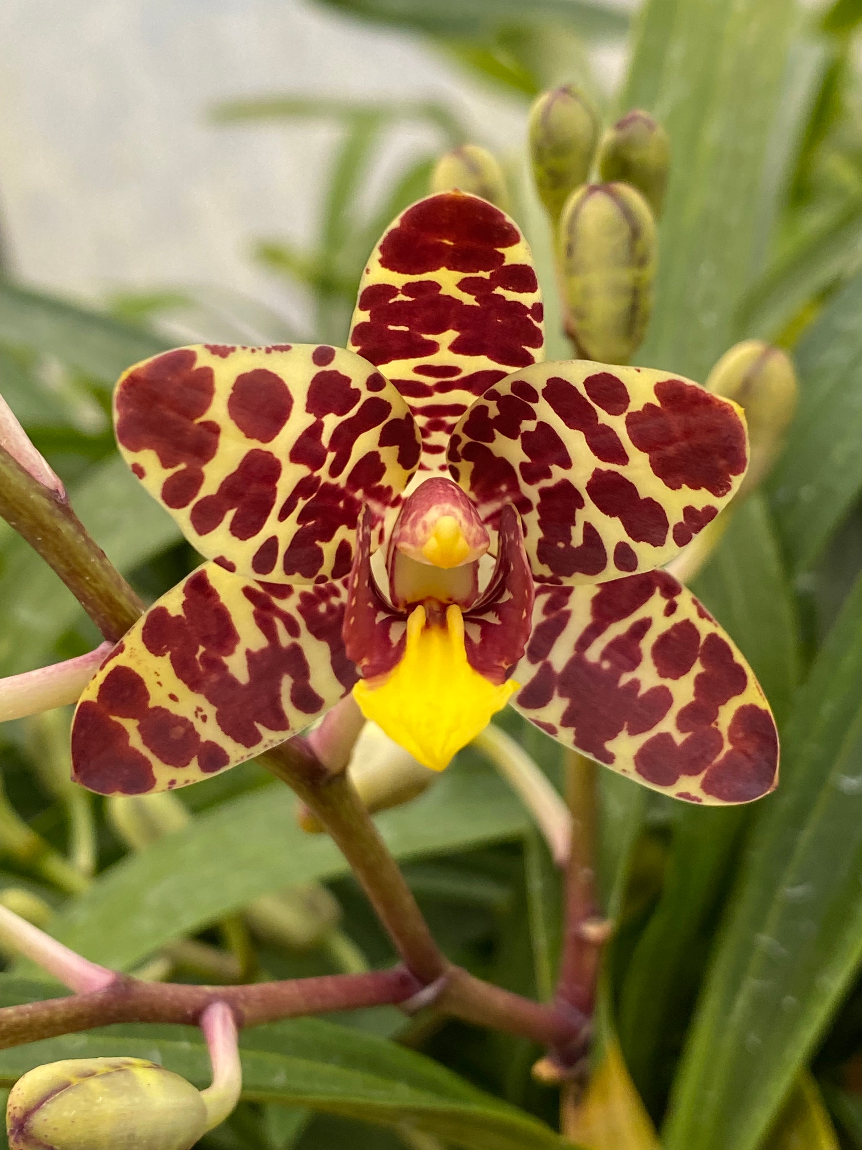 Ansellia africana ('Punda' x 'Dusky Nina') | Afri Orchids