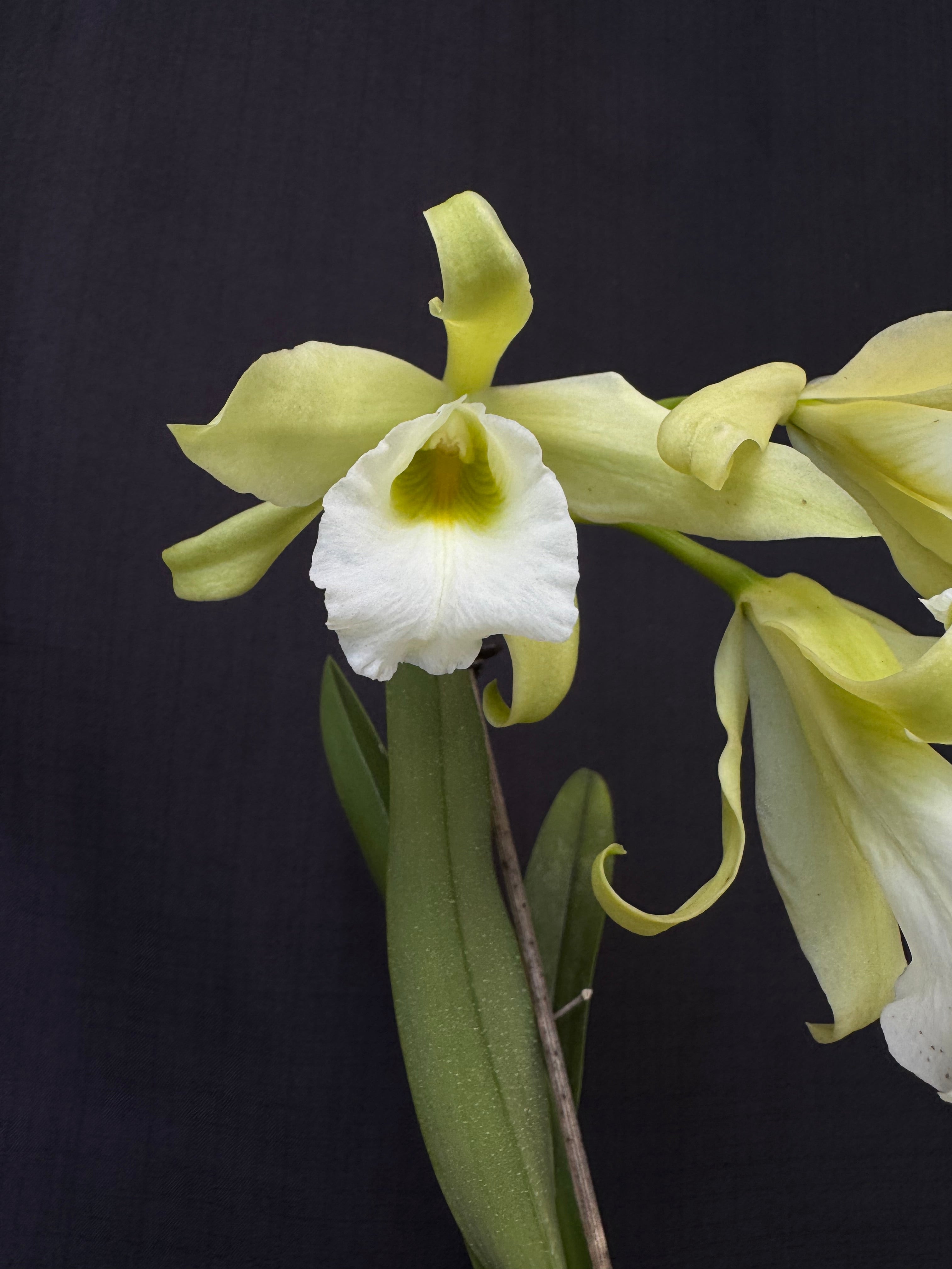 Cattleychea Pink Marie | Afri Orchids