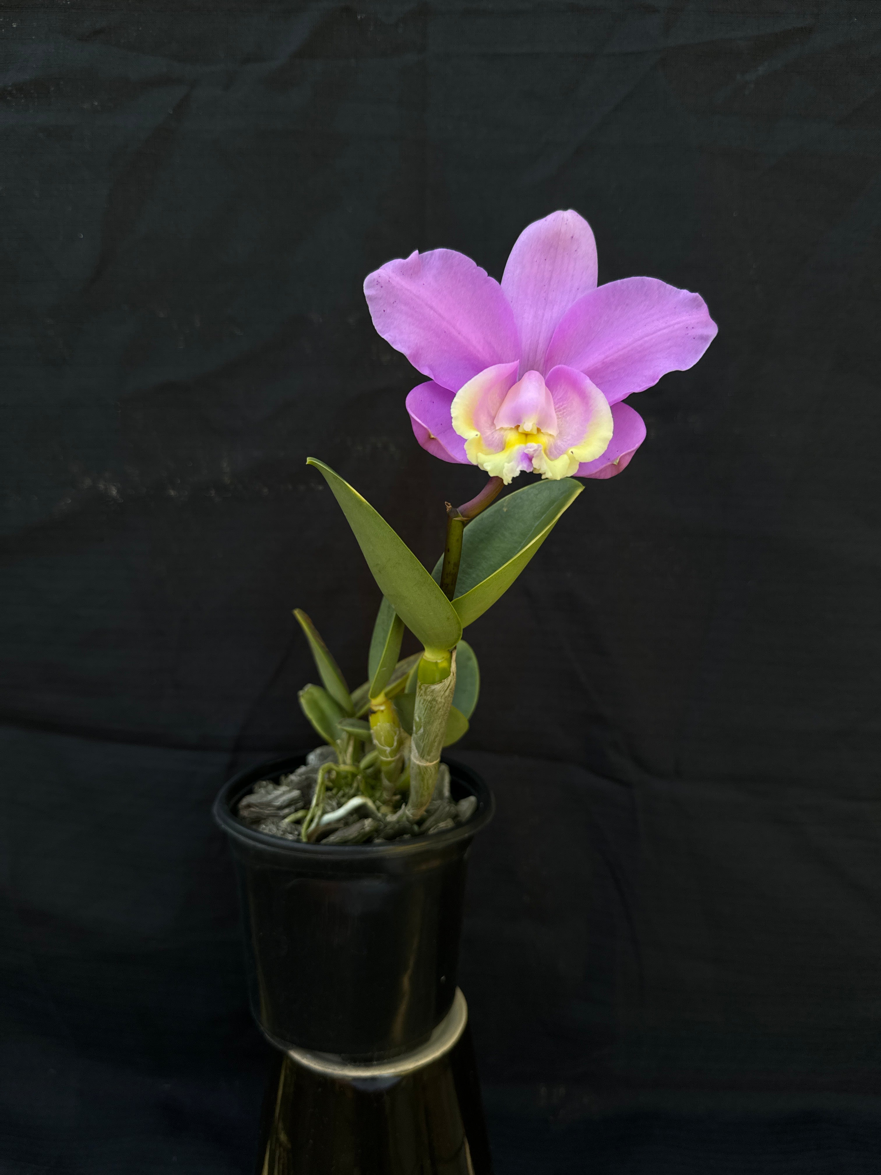Cattleya loddigesii ('Spitskop' x 'Highlands' FCC/SAOC) | Afri Orchids