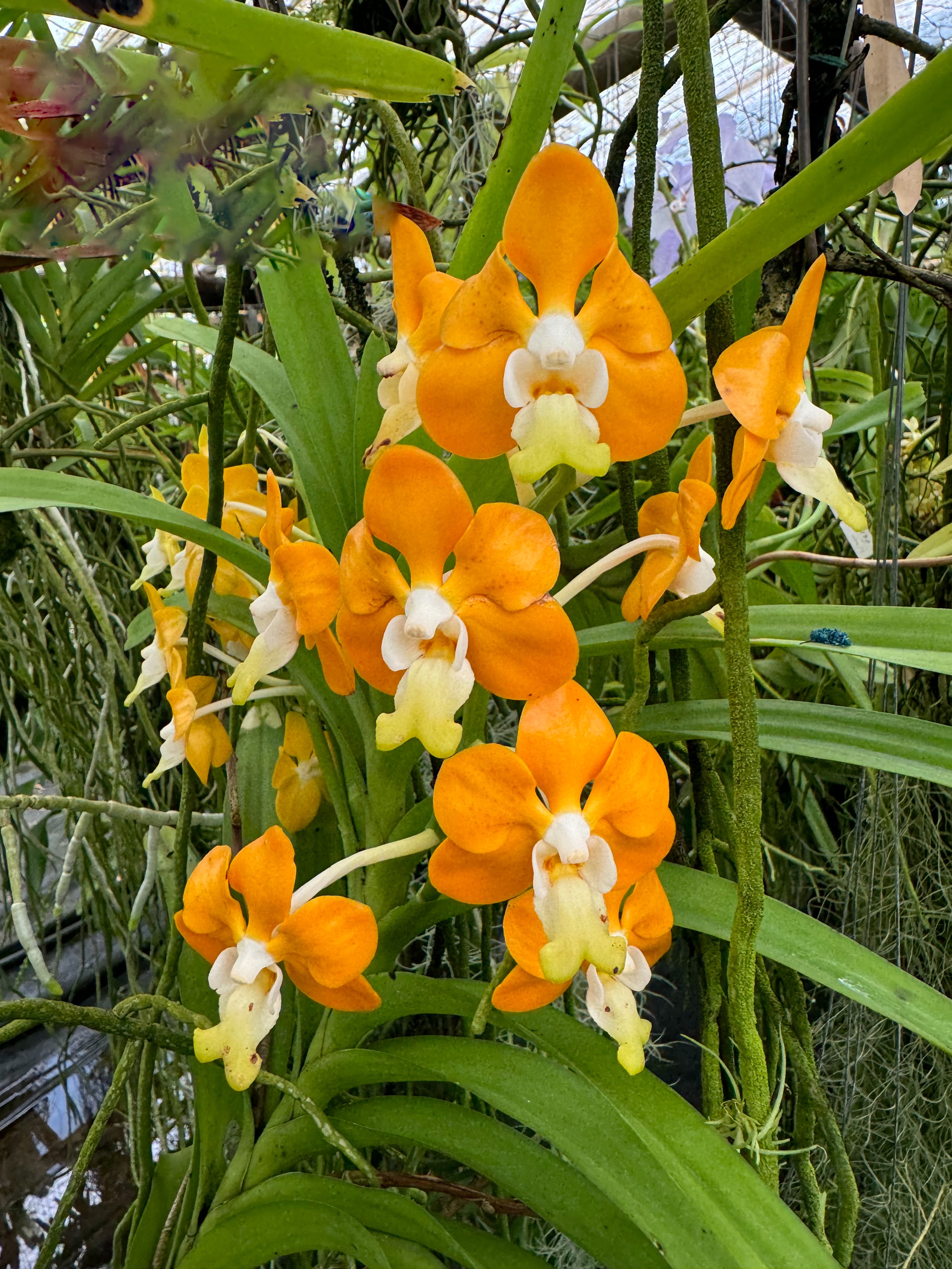 WANDS 会報1～14 WANDERLAND Vanda denisoniana | Afri Orchids