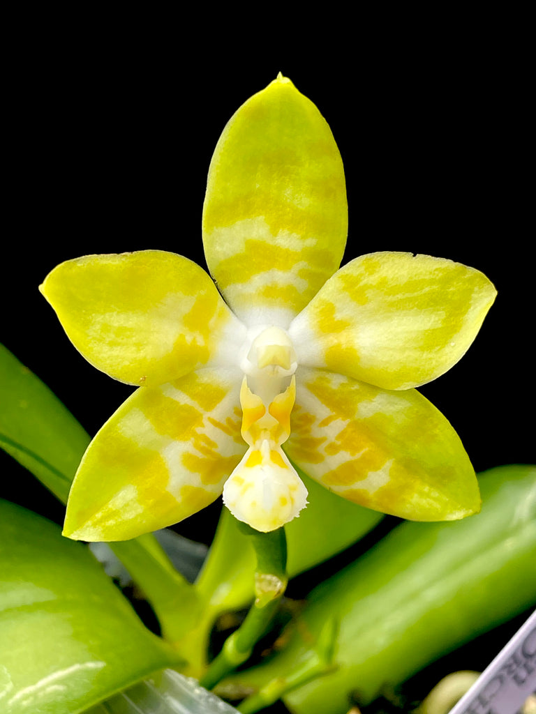 Phalaenopsis Yaphon Yellow Bomb