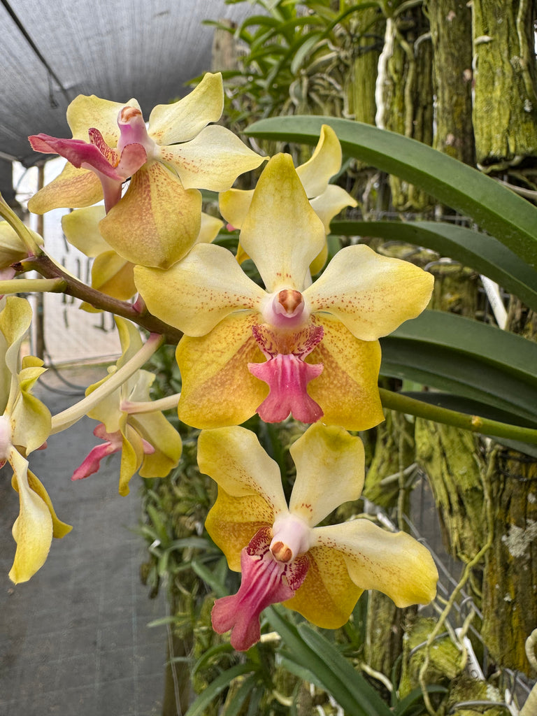 T-Z | Afri Orchids