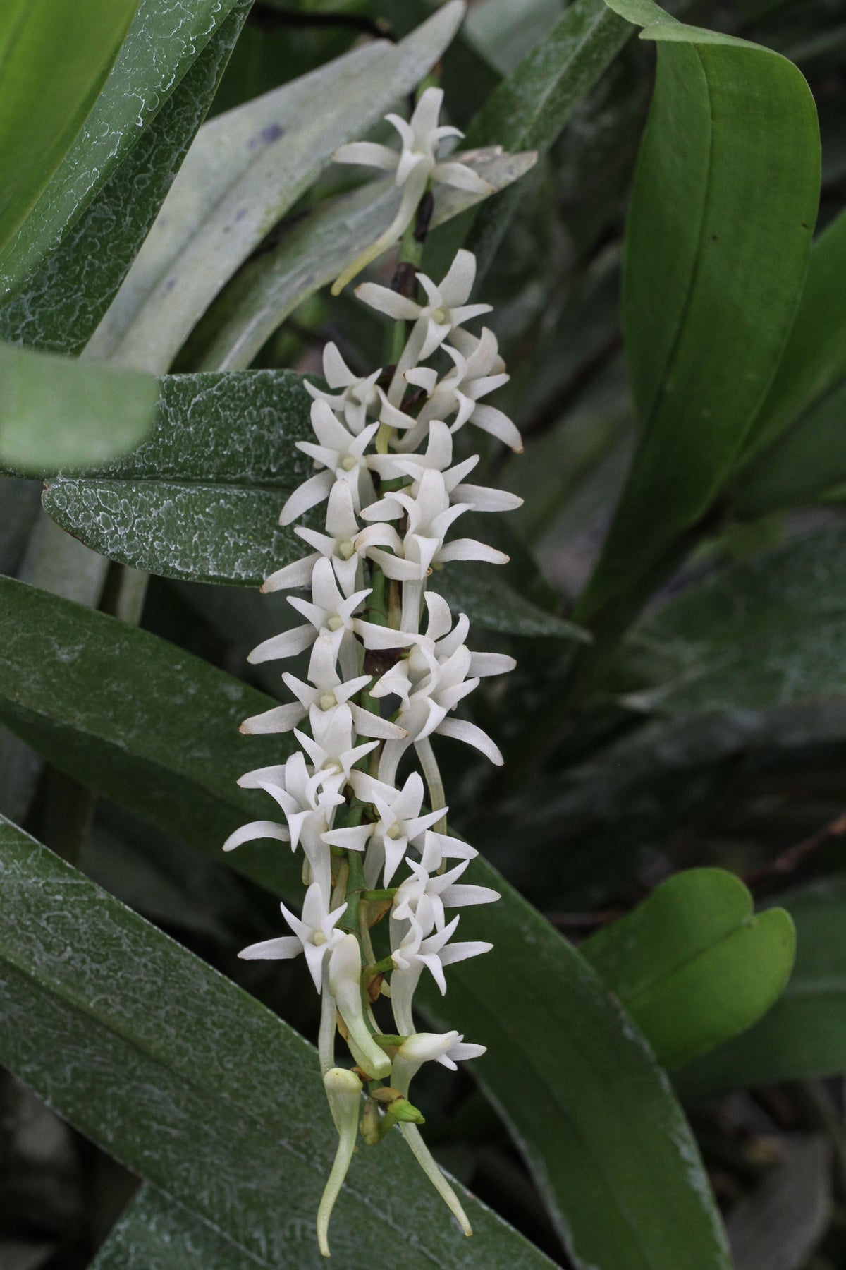 Cyrtorchis injoloensis 'Dusky' x self | Afri Orchids