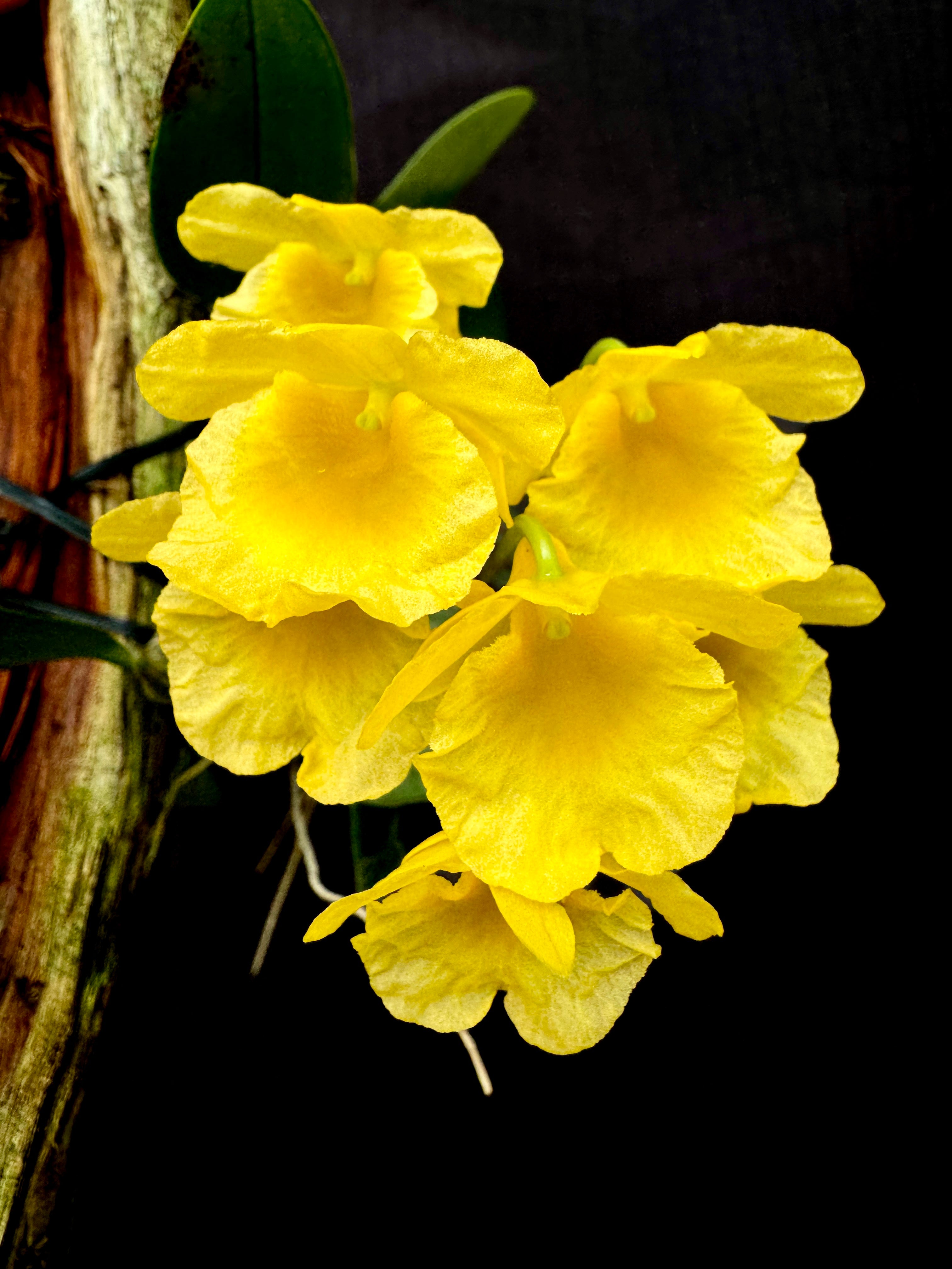 houseonthehill yellowflower ロンティ 80サイズ Dendrobium Kruger Oriole | Afri Orchids