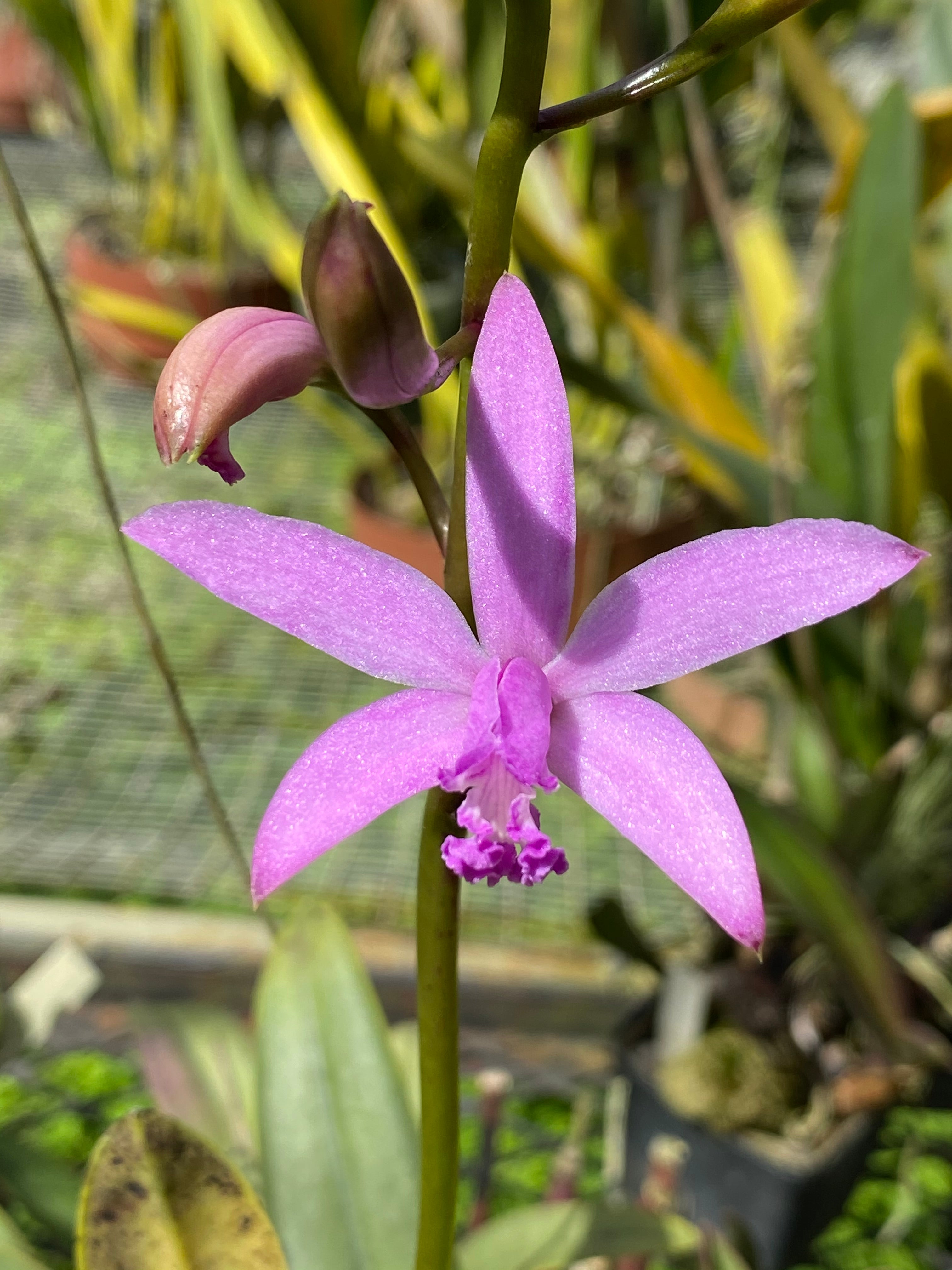 Afri Orchids