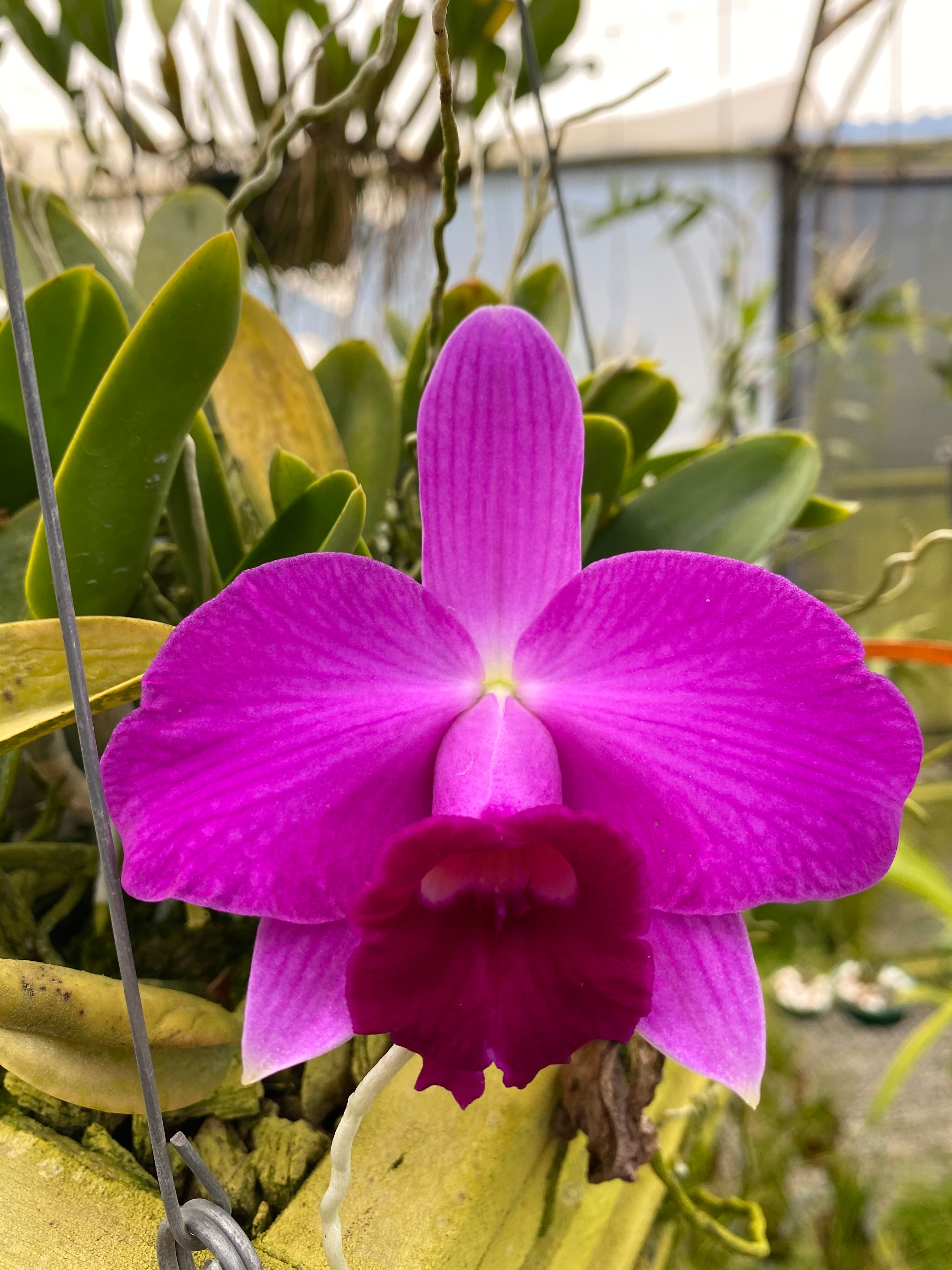ルルルン(pinkapril) Laelia pumila 'Spitskop' x sib | Afri Orchids