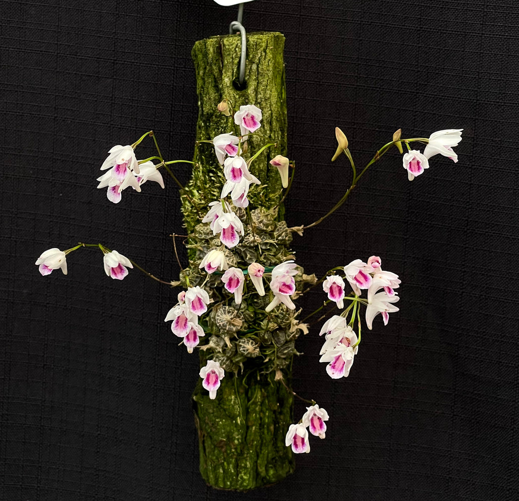 Conchidium dickasonii
