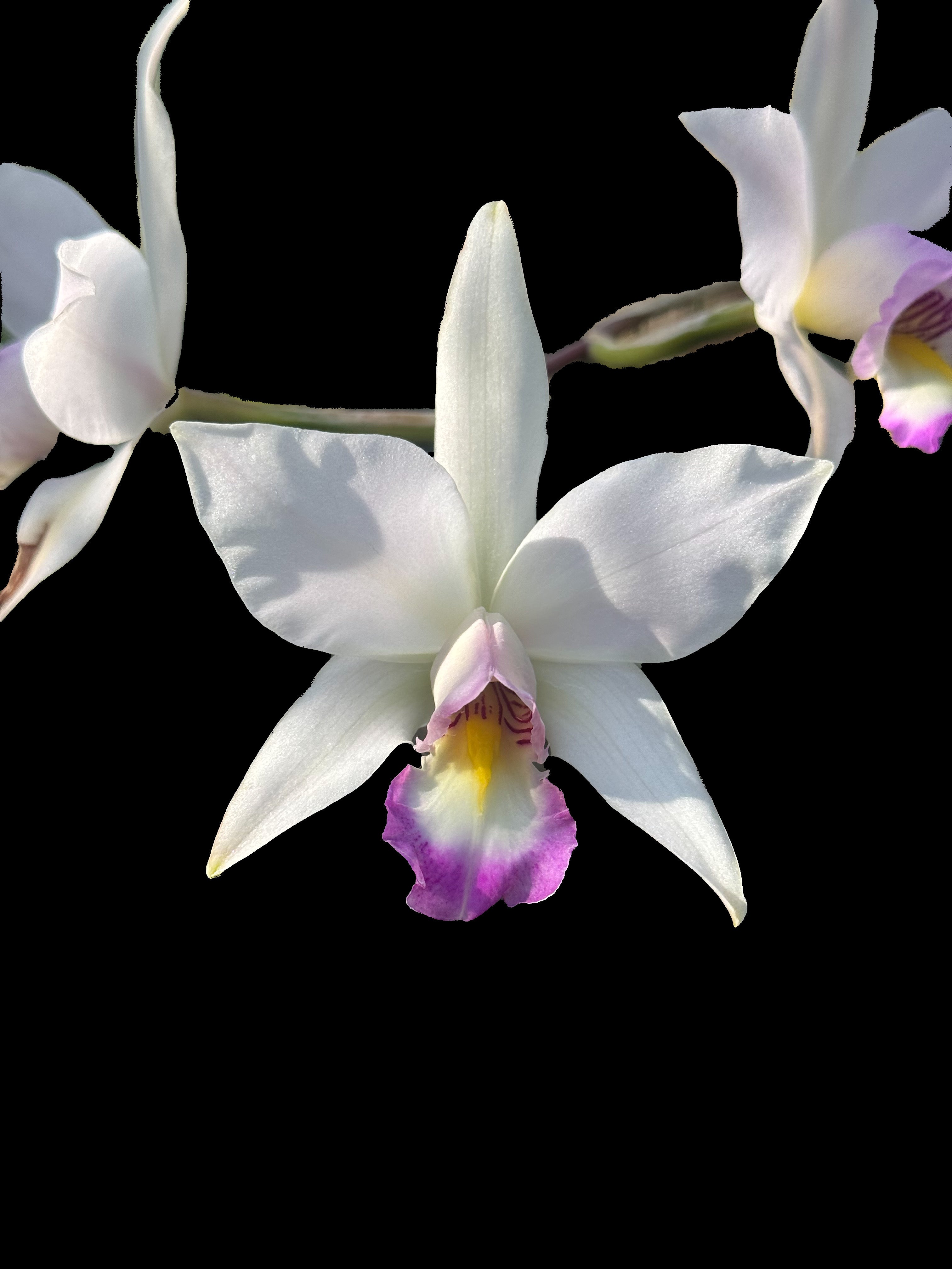 Laelia anceps ('Candlewood' x 'Itermagog') | Afri Orchids