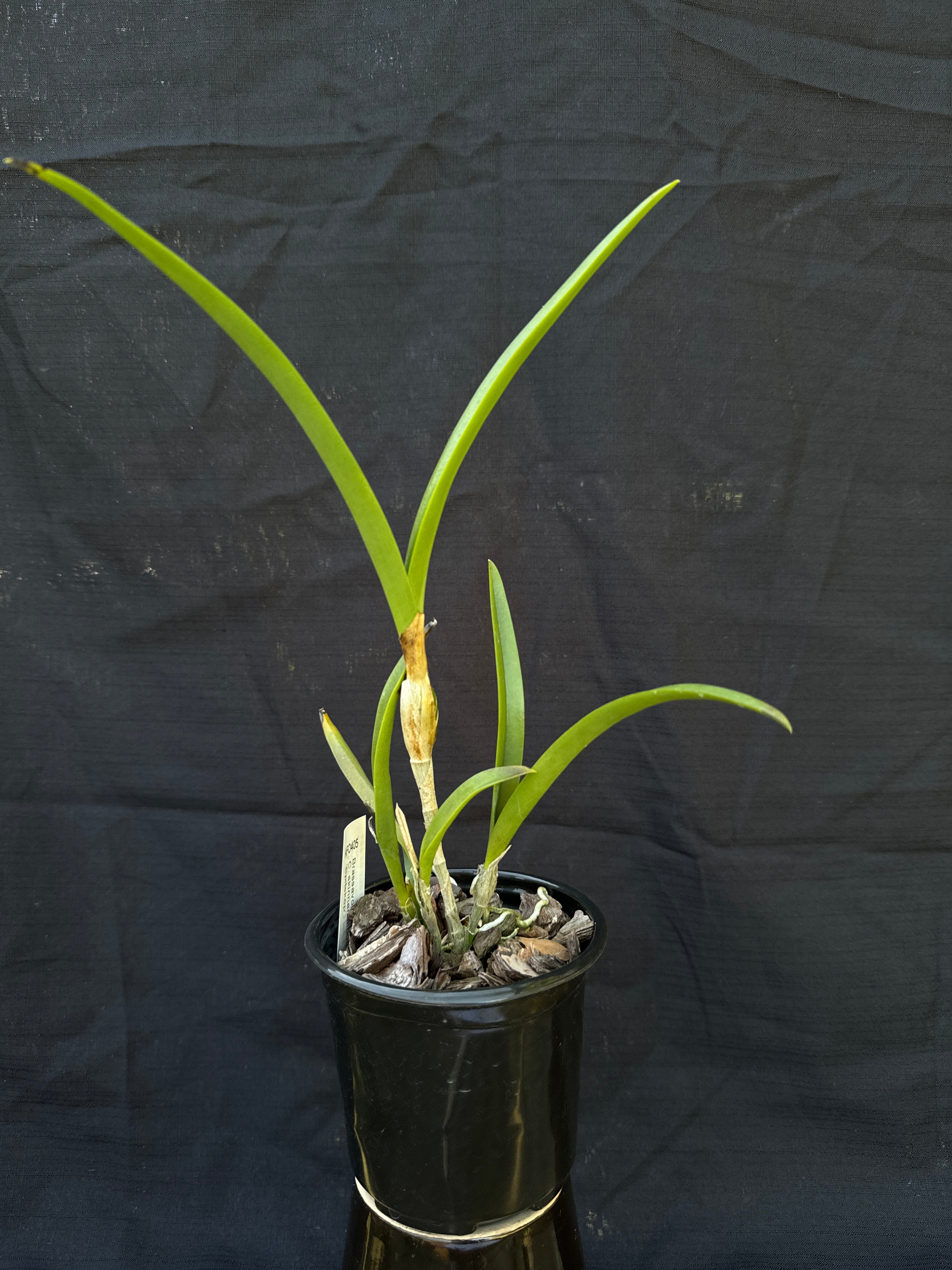 Brassanthe Kruger Angel | Afri Orchids