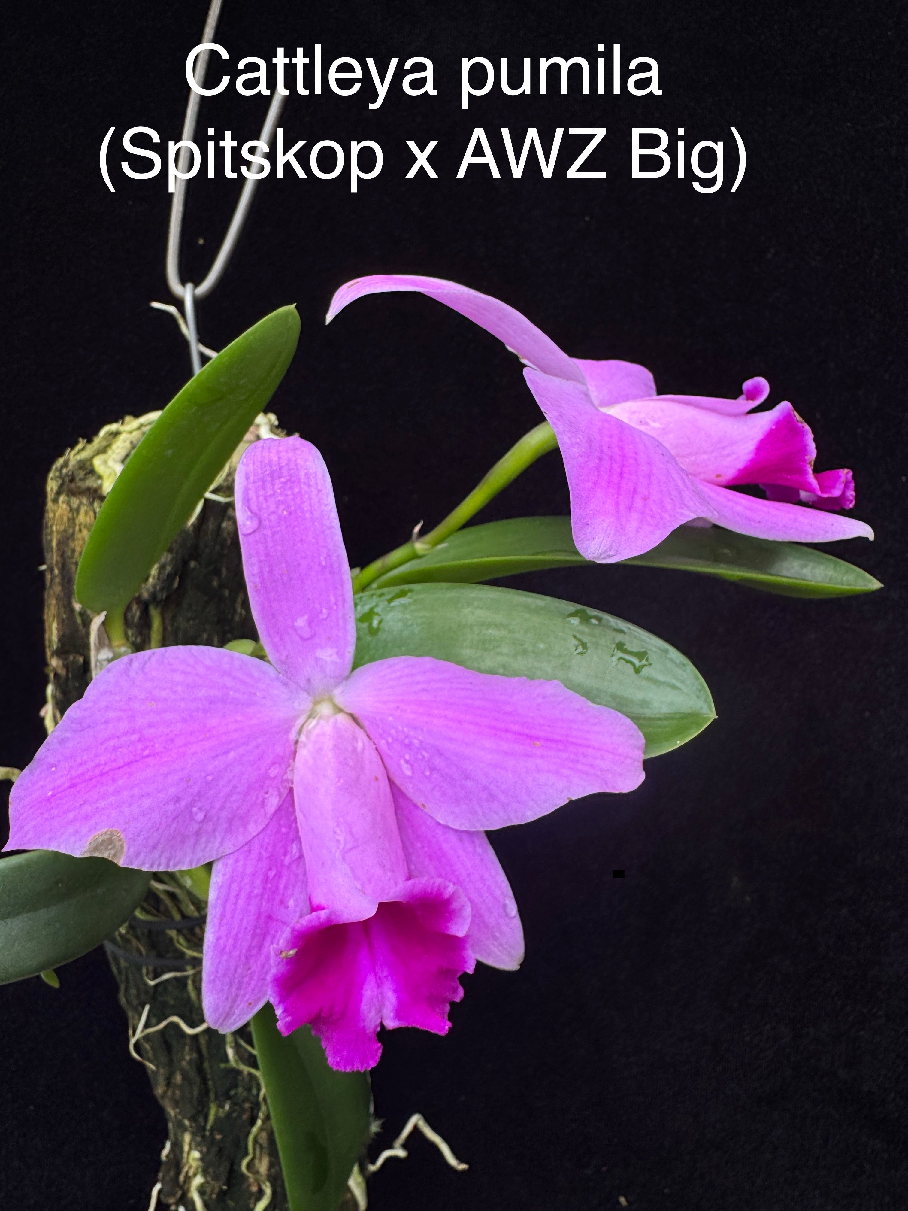 Cattleya pumila (rubra x AWZ Big) | Afri Orchids