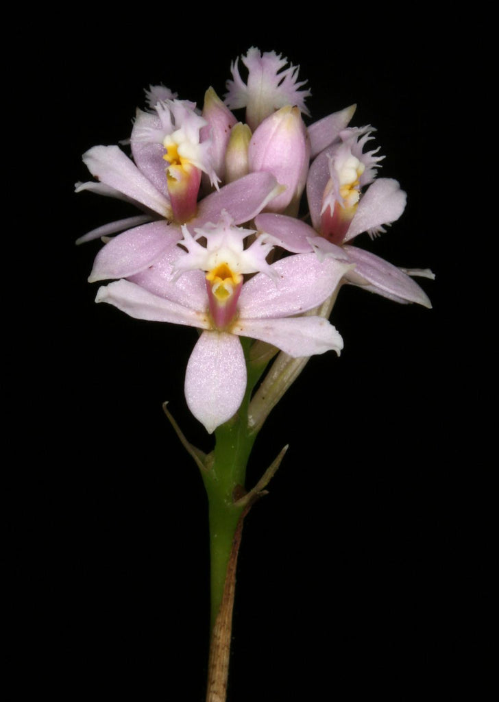 Epidendrum mini elongatum